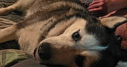 Luna is registered to the contest to win money with this photo: dog, husky, bed, blanket, person, hand, indoor, relaxed, sleepy, furry, pet, canine, resting, cozy, room, door, dresser, clutter, casual, comfort
