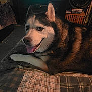 Luna joined the competition — help win amazing prizes! dog, husky, pet, indoor, quilt, bed, television, furniture, fan, living_room, plaid, animal, canine, portrait, happy, tongue_out, resting, cozy, home, relaxing