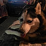 Luna joined the competition — help win amazing prizes! dog, husky, bedspread, indoor, television, people_on_tv, fan, wall_decor, plaid, animal, pet, tongue_out, resting, furniture, living_room, smiling, screen, dark_lighting, cozy, carpet