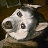 dog, husky, pet, indoor, fur, animal, canine, looking_back, portrait, eyes, face, ears, whiskers, household, floor, fan, wooden_floor, furniture, expression, companion