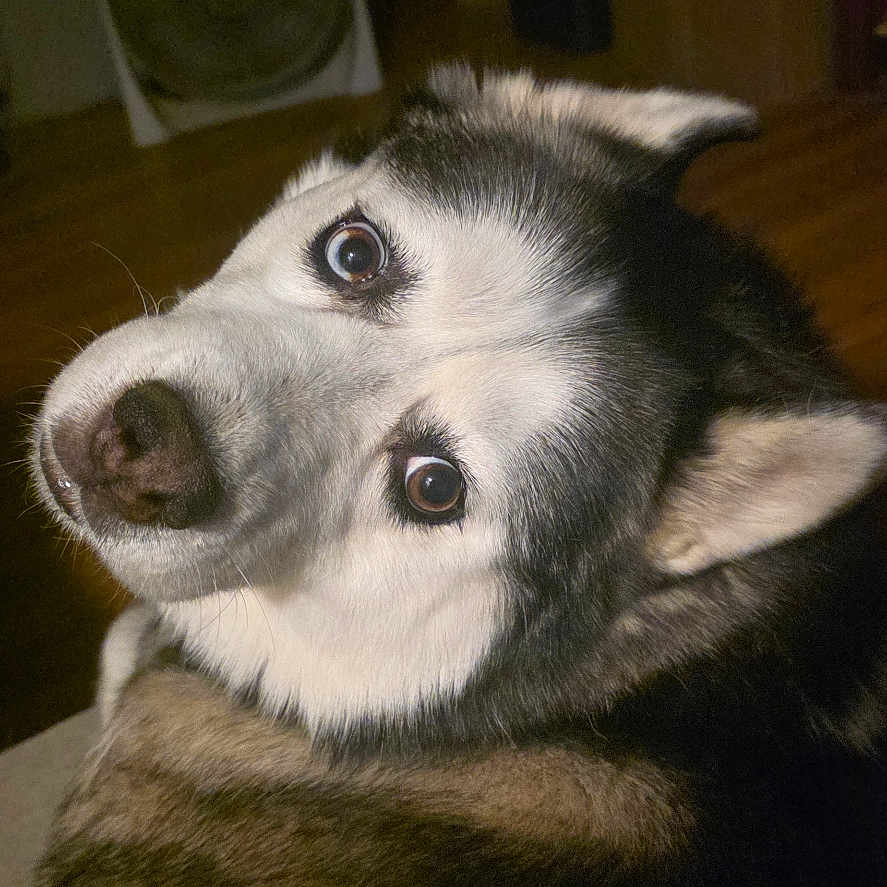 Luna