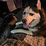 Luna is registered to the contest to win money with this photo: dog, husky, pet, indoor, living_room, blanket, television, furniture, smiling_dog, animal, cozy, carpet, couch, appliance, home, relaxing, canine, domestic_animal, companion, resting