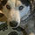 Zeek