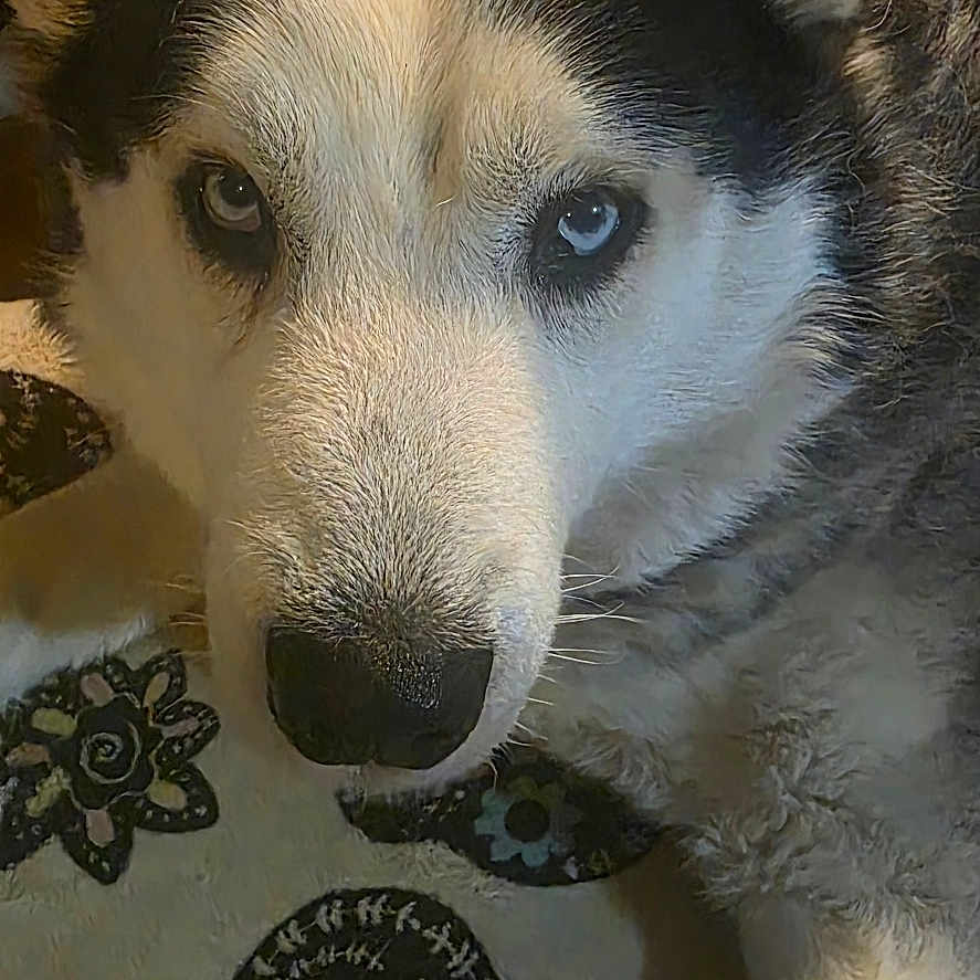 Zeek