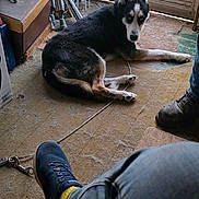 Koda joined the competition — help win amazing prizes! dog, indoor, carpet, door, window, person, shoe, footwear, leash, relaxed, resting, household_items, furniture, natural_light, floor, pet, casual, leisure, animal, home