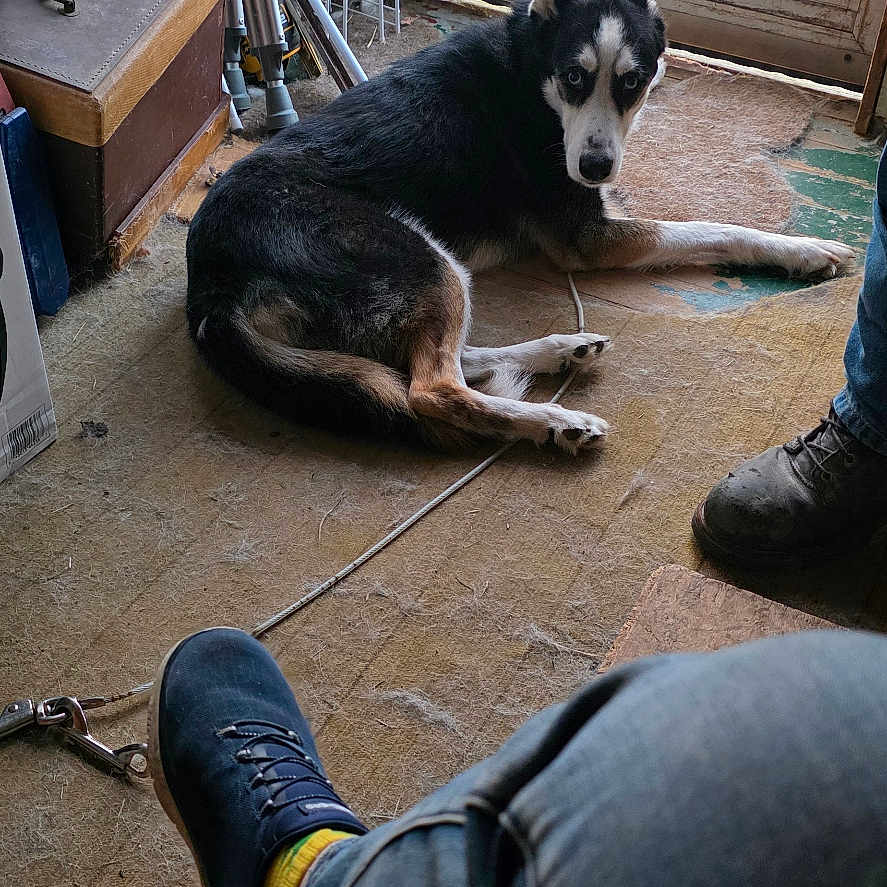 Koda