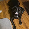 dog, black_dog, indoor, wooden_floor, couch, pet, animal, looking_up, floor, home, furniture, cabinet, curious, lying_down, domestic, interior, household, brown_floor, canine, cozy