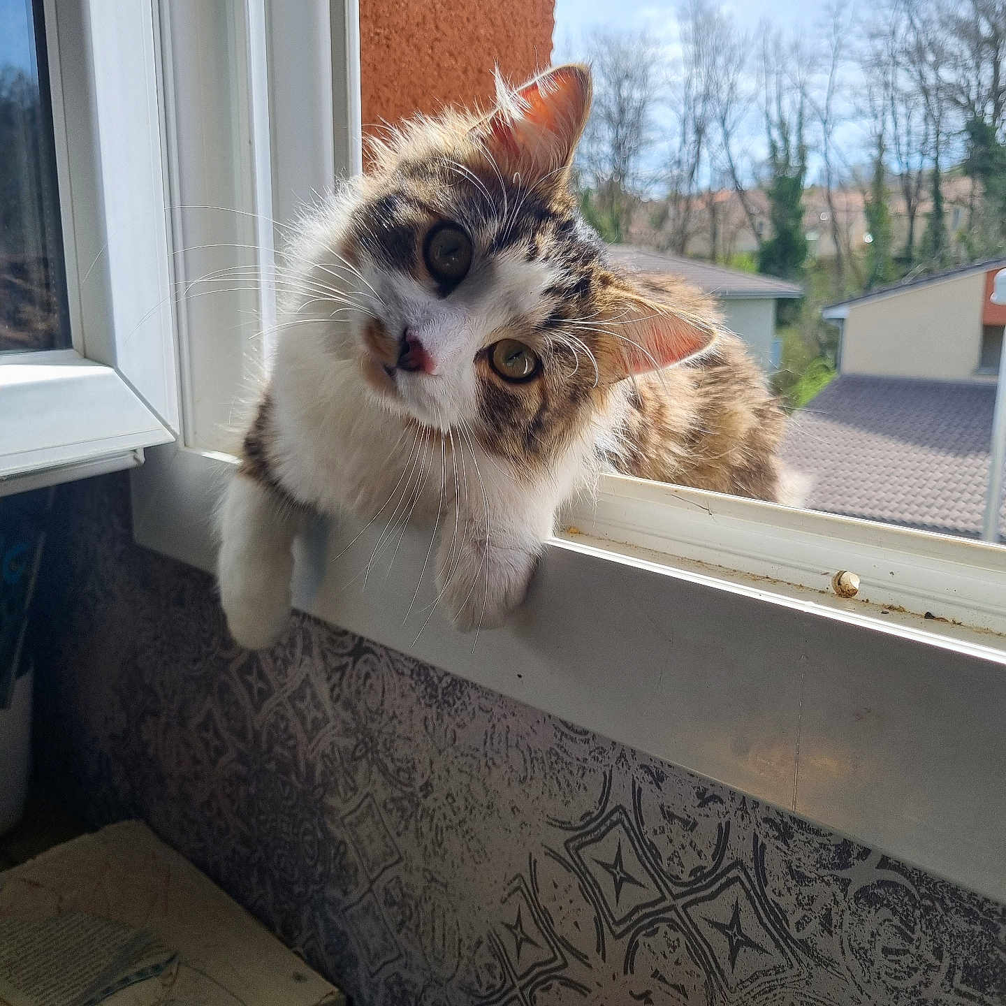 Simba