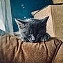 Arcane participe au concours pour gagner de l'argent avec cette photo : animal, brown, cat, comfort, cozy, cushion, cute, domestic, fur, gray, indoor, kitten, nap, paws, pet, relaxation, resting, sleeping, soft, young