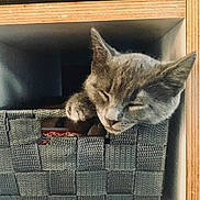 Arcane participe au concours pour gagner de l'argent avec cette photo : animal, basket, cat, cozy, cute, feline, fur, gray, home, indoor, nap, paw, peaceful, pet, relax, resting, shelf, sleeping, wooden, woven