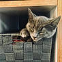animal, basket, cat, cozy, cute, feline, fur, gray, home, indoor, nap, paw, peaceful, pet, relax, resting, shelf, sleeping, wooden, woven