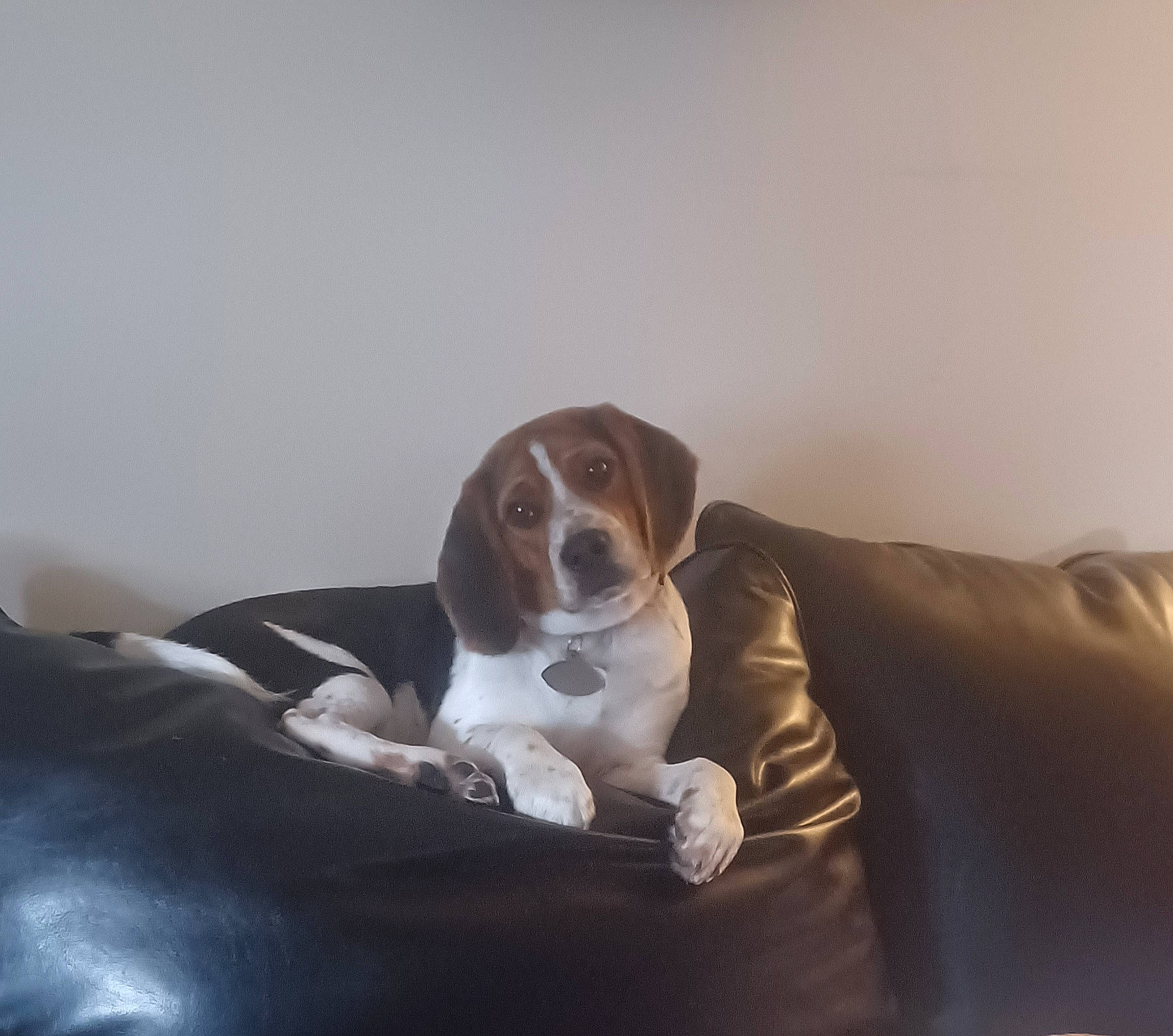 Sammie joined the competition — help win amazing prizes! beagle_harrier, bored, canidae, carnivore, collar, comfort, companion_dog, couch, dog, dog_breed, fawn, hound, hunting_dog, liver, scent_hound, sitting, sofa_bed, sporting_group, terrestrial_animal, working_animal