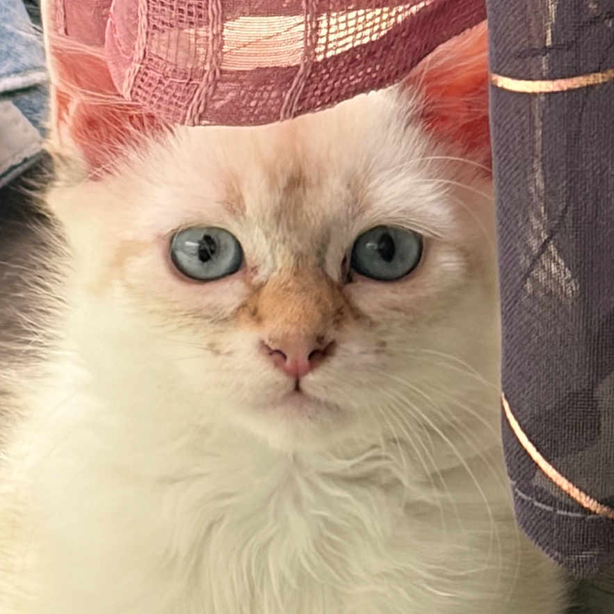 Ruby