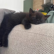 Hope a rejoint le concours — aidez-le/la à gagner de superbes lots ! animal, background, black_kitten, cat, claw, closeup, couch, cozy, ear, fur, furniture, home, indoor, kitchen, nap, pet, relaxing, sleeping, texture, whiskers