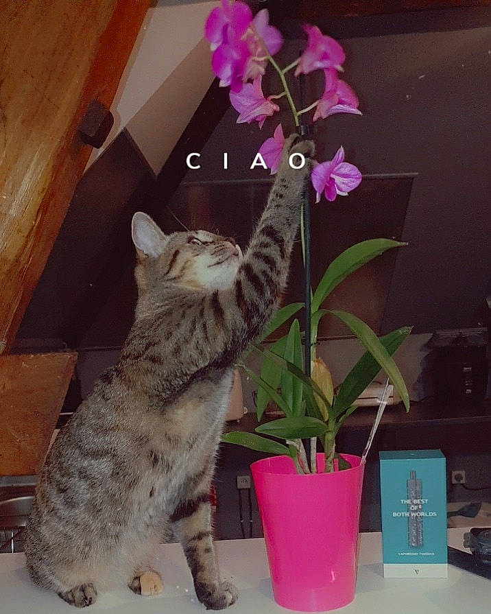 Ruby participe au concours pour gagner de l'argent avec cette photo : american_shorthair, carnivore, cat, domestic_short_haired_cat, european_shorthair, felidae, flower, flowering_plant, flowerpot, herbaceous_plant, moth_orchid, ocicat, orchid, pink, plant, small_to_medium_sized_cats, tabby_cat, tail, whiskers