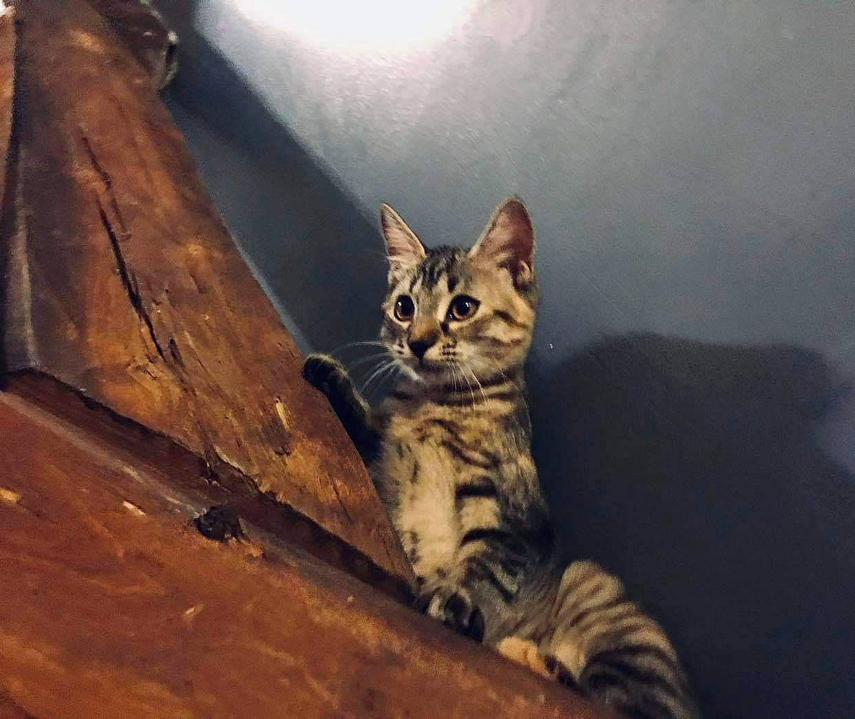 Ruby a rejoint le concours — aidez-le/la à gagner de superbes lots ! asian, bengal, california_spangled, carnivore, cat, dragon_li, egyptian_mau, european_shorthair, eye, felidae, kitten, mammal, rusty_spotted_cat, sky, small_to_medium_sized_cats, sokoke, tabby_cat, toyger, whiskers, wild_cat