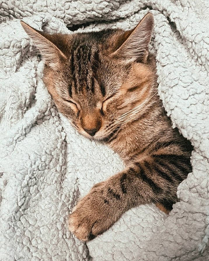 Ruby a rejoint le concours — aidez-le/la à gagner de superbes lots ! aegean_cat, american_wirehair, asian, california_spangled, carnivore, cat, domestic_short_haired_cat, dragon_li, european_shorthair, felidae, fur, kitten, ocicat, pixie_bob, small_to_medium_sized_cats, snout, sokoke, tabby_cat, whiskers, wild_cat