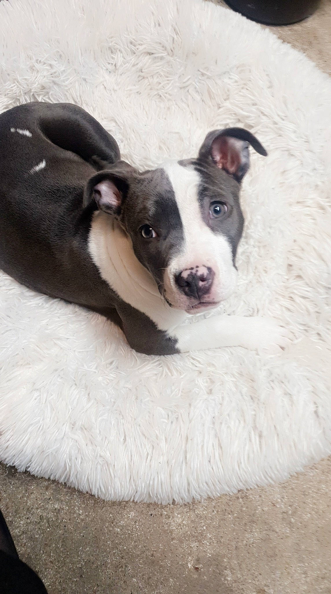 Rina participe au concours pour gagner de l'argent avec cette photo : canidae, carnivore, collar, comfort, companion_dog, dog, dog_breed, fawn, fur, non_sporting_group, paw, puppy, snout, sporting_group, terrestrial_animal, whiskers, working_animal