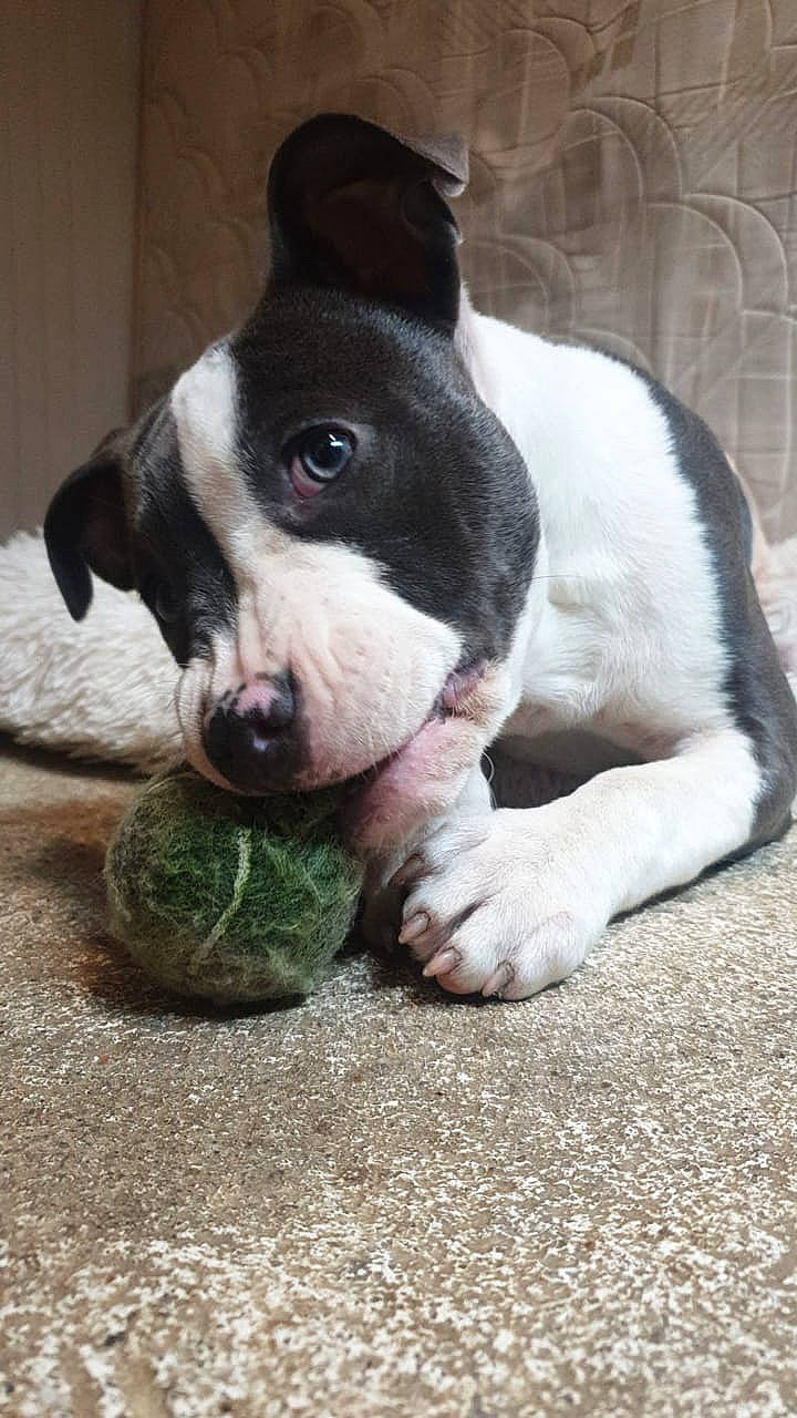 Rina participe au concours pour gagner de l'argent avec cette photo : boston_terrier, bulldog, canidae, carnivore, comfort, companion_dog, dog, dog_breed, ear, eye, fawn, french_bulldog, fur, grass, molosser, sporting_group, terrestrial_animal, whiskers, working_animal, wrinkle