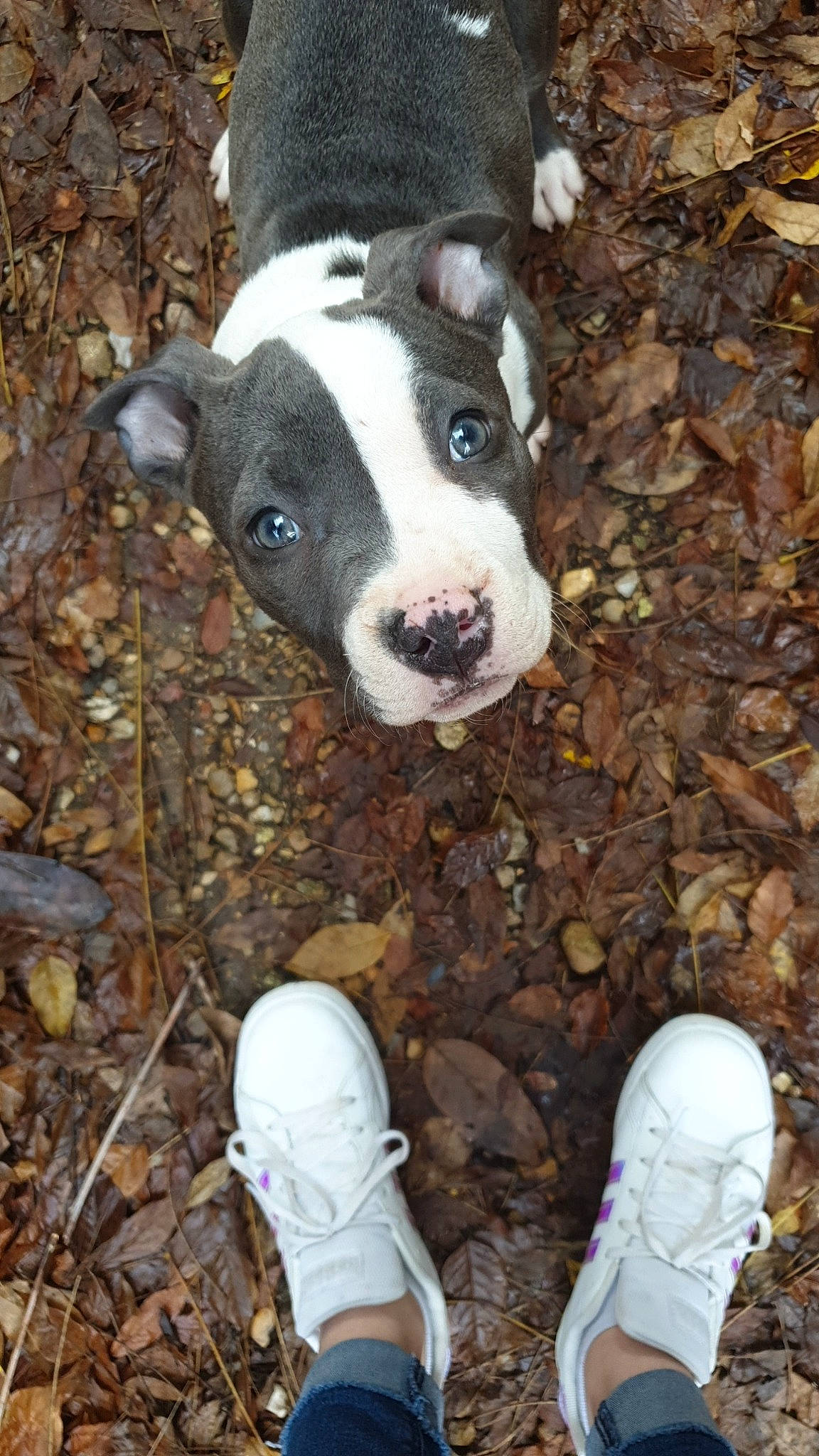 Rina participe au concours pour gagner de l'argent avec cette photo : athletic_shoe, carnivore, cross_training_shoe, dog, dog_breed, fawn, footwear, grey, non_sporting_group, outdoor_shoe, running_shoe, shoe, sneakers, snout, tennis_shoe, terrestrial_animal, vertebrate, walking_shoe, white, working_animal