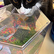 Sparkles joined the competition — help win amazing prizes! animal, aquarium, black_and_white, cat, close_up, colorful, container, curious, eyes, face, fish_tank, gravel, indoor, nose, pet, plants, plastic, reflection, water, whiskers