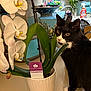 Sparkles joined the competition — help win amazing prizes! animal, bowl, cat, cleaning_supplies, countertop, curious, decor, feline, flower, green_leaves, houseplant, indoor, kitchen, orchid, pet, plant, potted_plant, tuxedo_cat, white_flower, wooden_cabinet