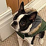 Bugsy is registered to the contest to win money with this photo: accessories, animal, bostonbull, boxer, bulldog, canine, dog, frenchbulldog, hardwood, hound, husky, pet, pitbull, puppy, strap, terrier, wood