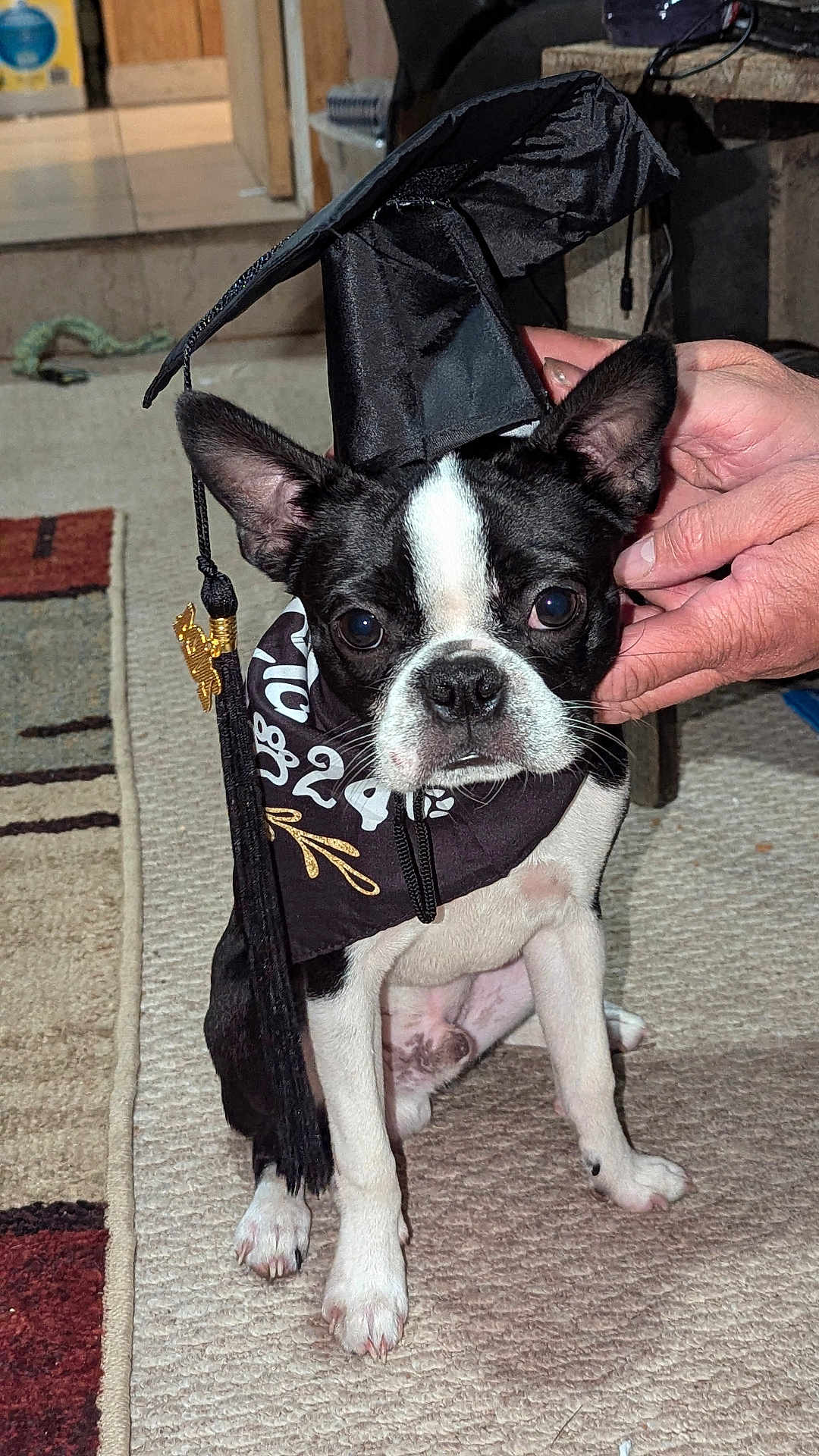Bugsy