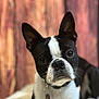 animal, bostonbull, boxer, bulldog, canine, dog, frenchbulldog, pet, pitbull, puppy, snout, whitedog