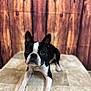 animal, bostonbull, boxer, bulldog, canine, dog, frenchbulldog, hardwood, indoors, interiordesign, pet, pitbull, puppy, snout, stainedwood, whitedog, wood