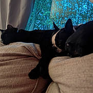Bugsy joined the competition — help win amazing prizes! cat, dog, couch, window, tree, curtain, indoor, pet, sleeping, resting, black_cat, black_dog, cozy, furniture, animal, nature_view, relaxation, companion, domestic_animal, home