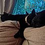 cat, dog, couch, window, tree, curtain, indoor, pet, sleeping, resting, black_cat, black_dog, cozy, furniture, animal, nature_view, relaxation, companion, domestic_animal, home