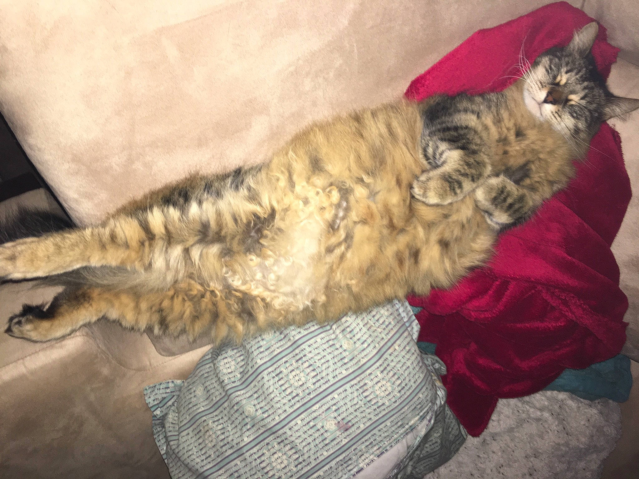 Jasmine joined the competition — help win amazing prizes! canidae, carnivore, cat, claw, comfort, domestic_short_haired_cat, fawn, felidae, fur, grey, nap, paw, small_to_medium_sized_cats, tail, whiskers, wood