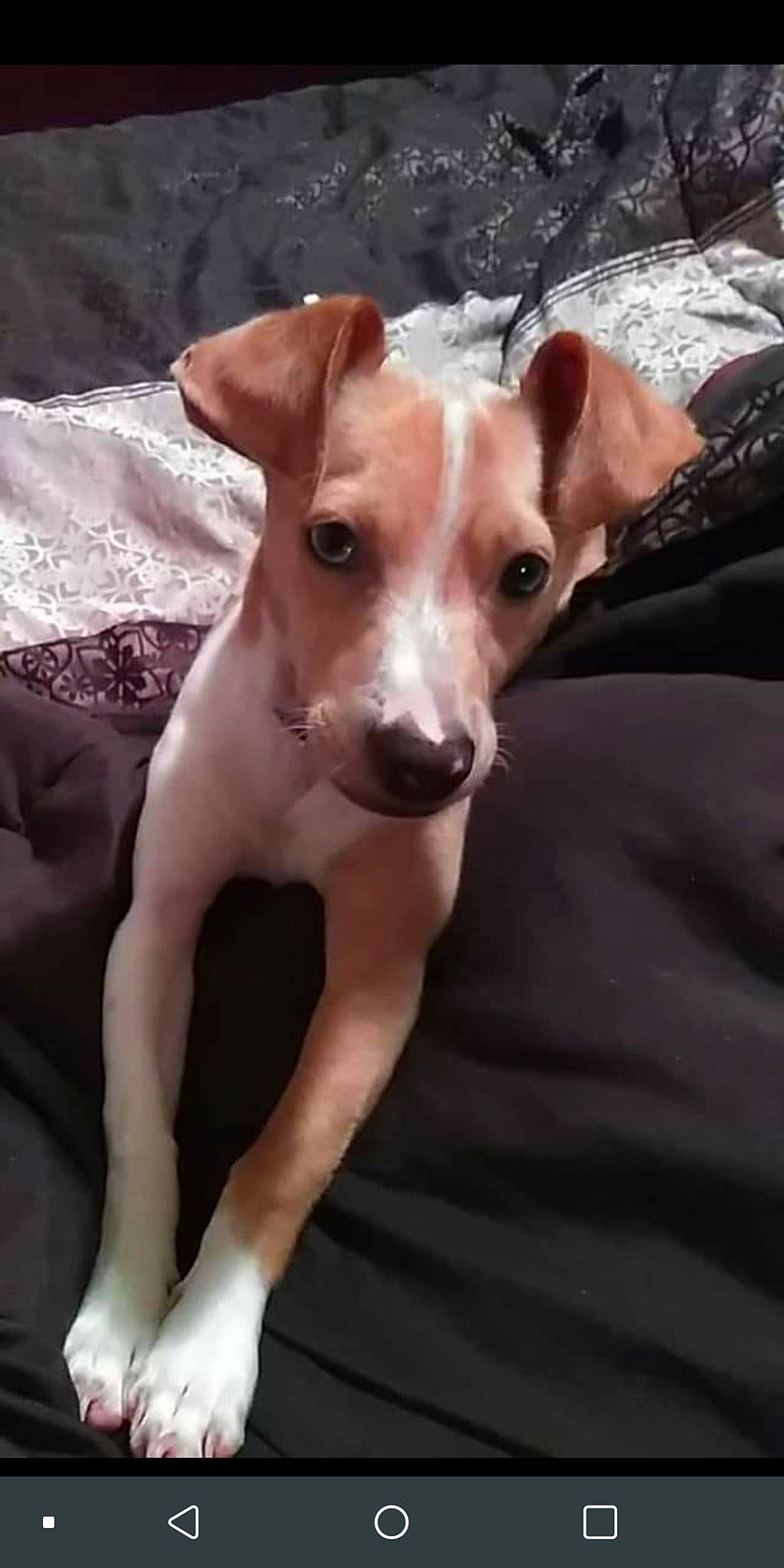 Tempo joined the competition — help win amazing prizes! canidae, carnivore, collar, companion_dog, dog, dog_breed, fawn, hunting_dog, irishjacks, non_sporting_group, paw, puppy, rampur_greyhound, sighthound, snout, sporting_group, terrestrial_animal, toy_dog, whiskers, working_animal