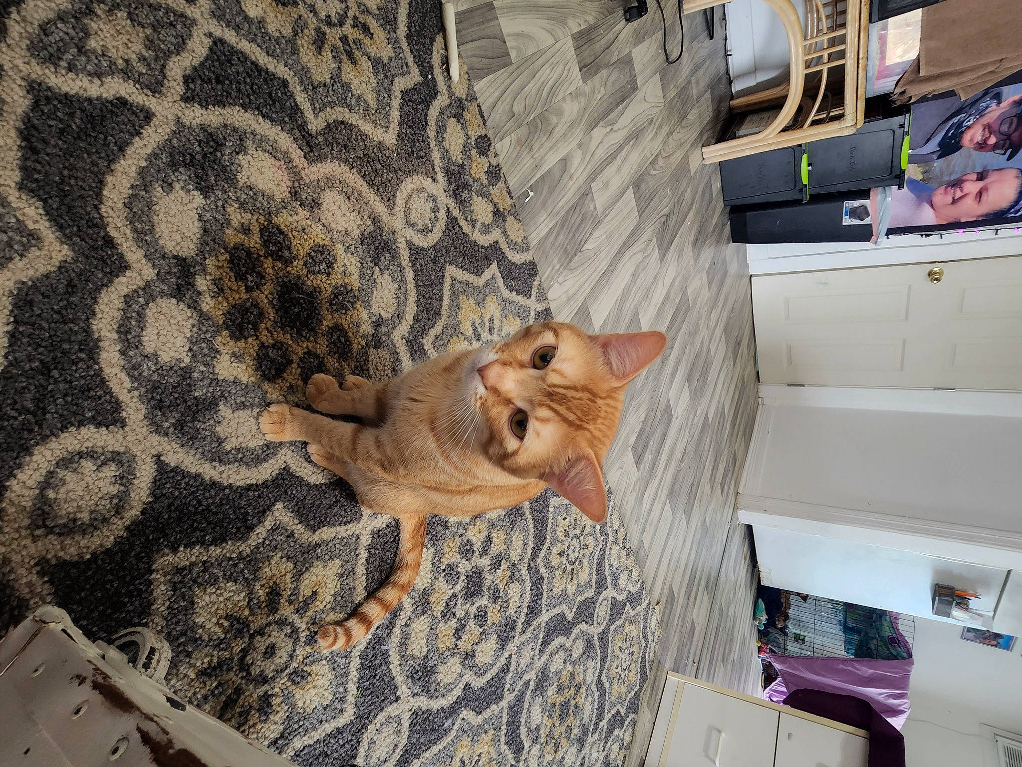 Mazakeen is registered to the contest to win money with this photo: carnivore, cat, comfort, domestic_short_haired_cat, fawn, felidae, floor, flooring, fur, hardwood, house, linens, living_room, room, small_to_medium_sized_cats, tail, textile, tree, whiskers, wood