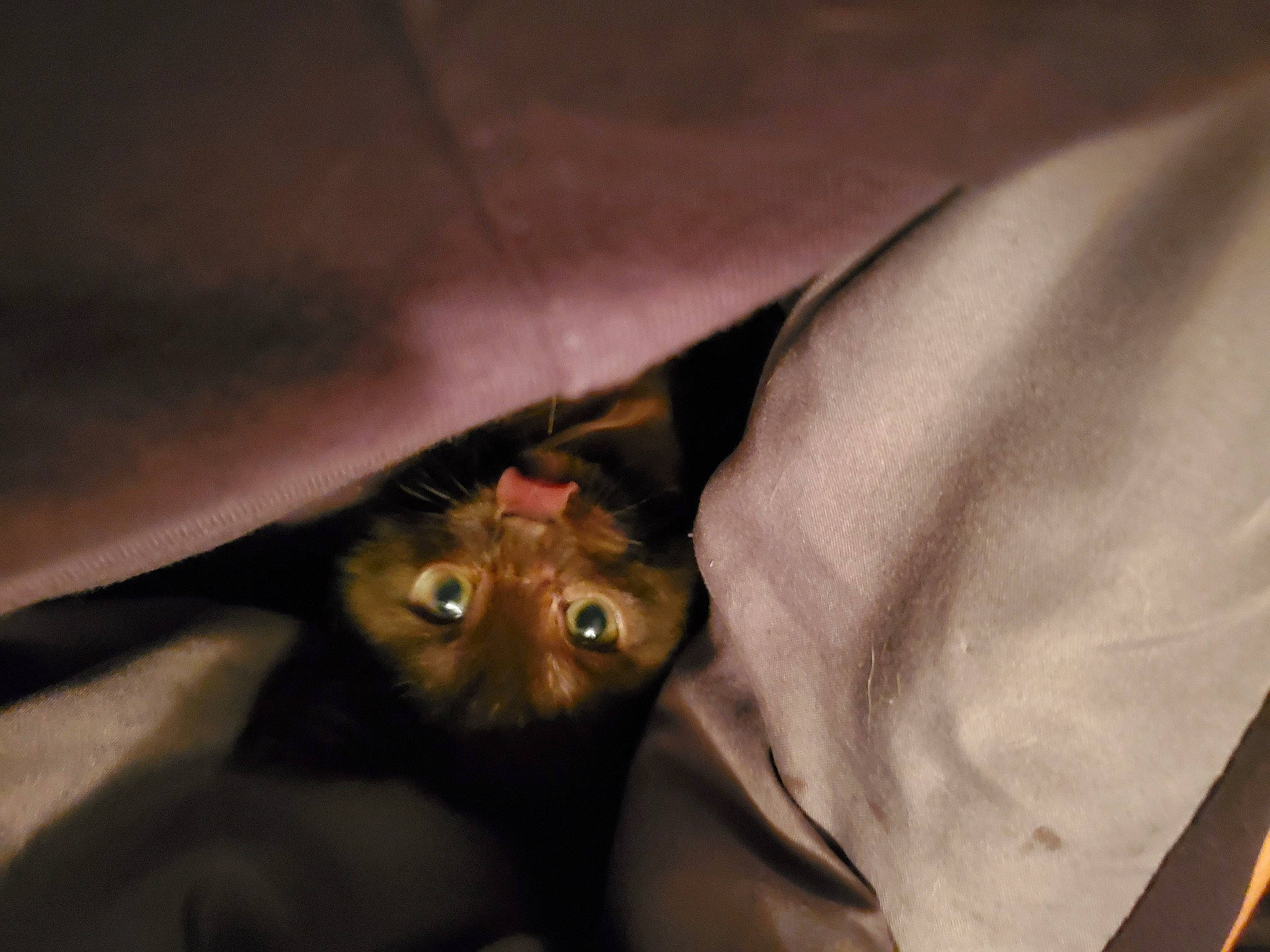 Legion joined the competition — help win amazing prizes! bat, canidae, carnivore, comfort, companion_dog, darkness, dog_breed, eyelash, fang, fawn, felidae, flash_photography, fur, gesture, jaw, liver, small_to_medium_sized_cats, snout, sporting_group, whiskers