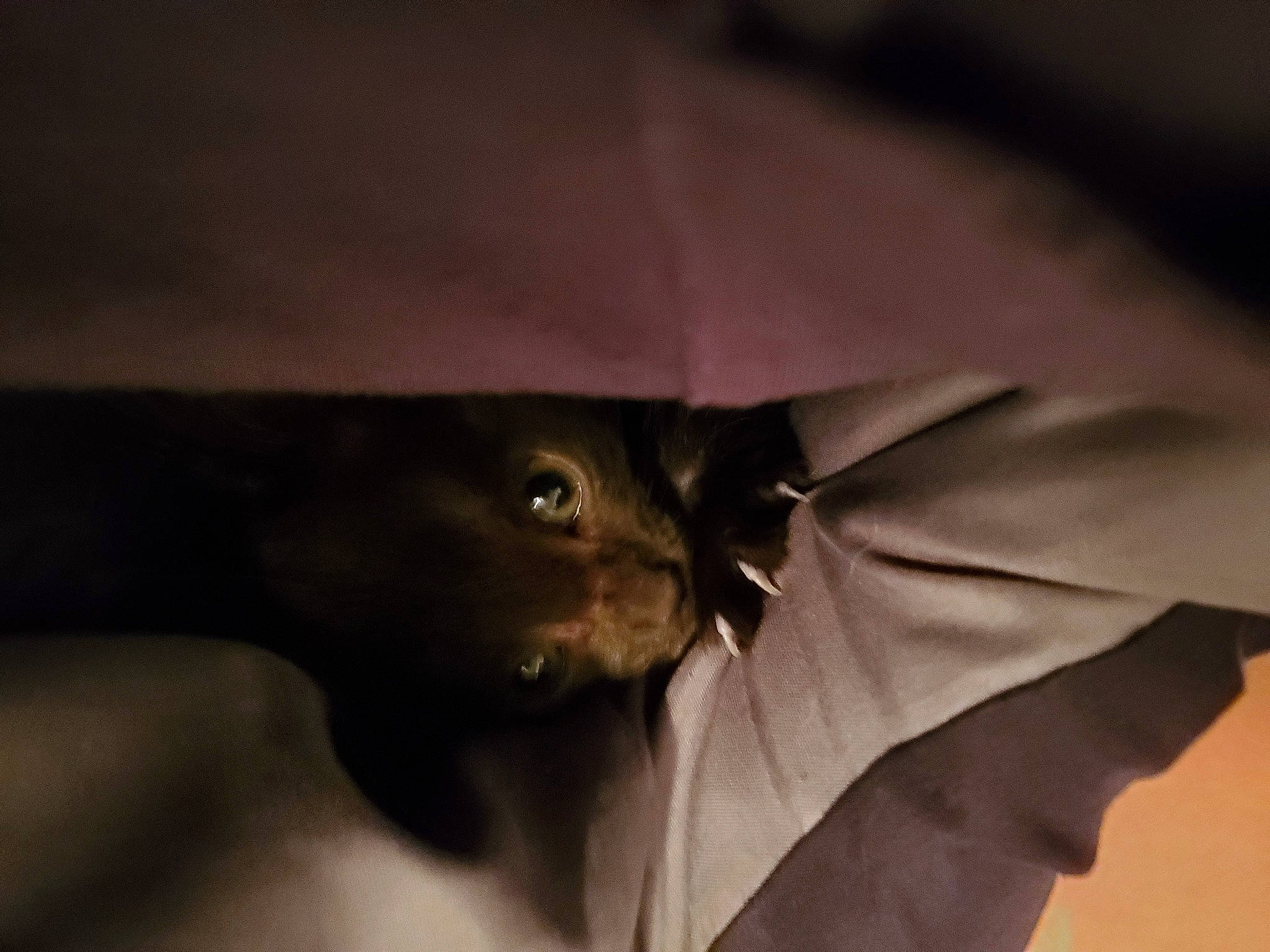 Legion joined the competition — help win amazing prizes! art, carnivore, cat, darkness, eye, fashion_accessory, felidae, fur, grey, macro_photography, plant, sculpture, small_to_medium_sized_cats, snout, tints_and_shades, tree, whiskers, wildlife, wing, wood