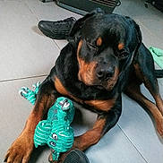 Zion participe au concours pour gagner de l'argent avec cette photo : rottweiler, dog, toy, plush_toy, indoor, floor, sleepy, black_dog, brown_dog, paw, shoe, heater, tile_floor, resting, pet, animal, lying_down, cozy, home, casual