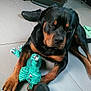 rottweiler, dog, toy, plush_toy, indoor, floor, sleepy, black_dog, brown_dog, paw, shoe, heater, tile_floor, resting, pet, animal, lying_down, cozy, home, casual