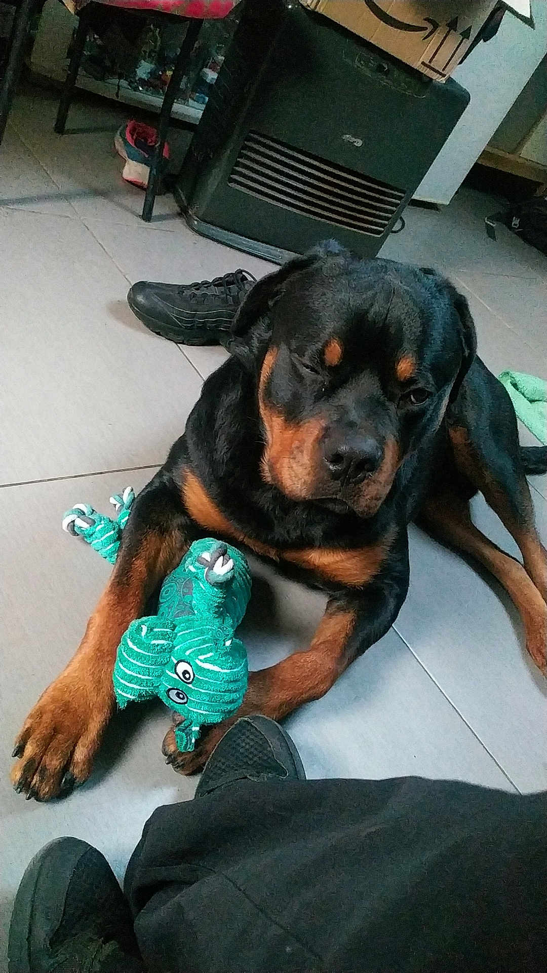 Zion participe au concours pour gagner de l'argent avec cette photo : rottweiler, dog, toy, plush_toy, indoor, floor, sleepy, black_dog, brown_dog, paw, shoe, heater, tile_floor, resting, pet, animal, lying_down, cozy, home, casual