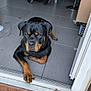animal, black_and_tan, box, canine, chair, clutter, companion, dog, doorway, floor, household, indoor, patio, paw, pet, relaxed, rottweiler, stroller, tile, water_bottle