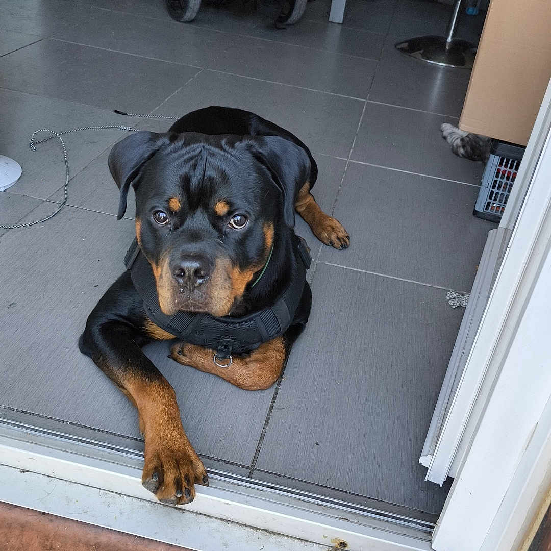 Zion a rejoint le concours — aidez-le/la à gagner de superbes lots ! animal, black_and_tan, box, canine, chair, clutter, companion, dog, doorway, floor, household, indoor, patio, paw, pet, relaxed, rottweiler, stroller, tile, water_bottle