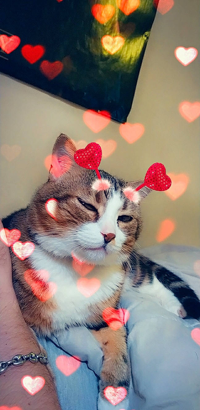 Lilou a rejoint le concours — aidez-le/la à gagner de superbes lots ! carnivore, cat, comfort, domestic_short_haired_cat, event, eye, fawn, felidae, fur, hair, head, holiday, human_body, paw, small_to_medium_sized_cats, snout, tail, tree, whiskers, window