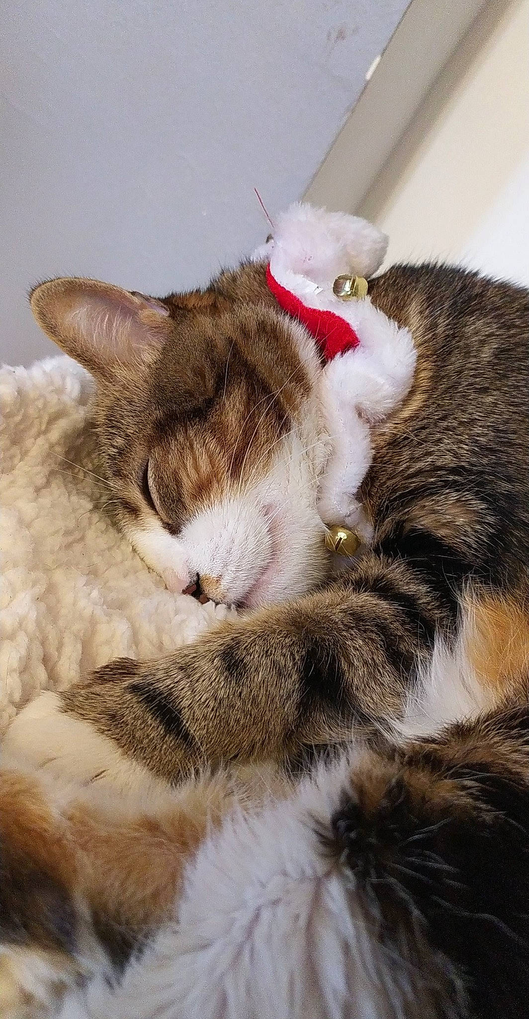 Lilou a rejoint le concours — aidez-le/la à gagner de superbes lots ! carnivore, cat, claw, collar, comfort, domestic_short_haired_cat, felidae, fur, grass, mammal, nap, paw, sleep, small_to_medium_sized_cats, snout, tail, vertebrate, whiskers