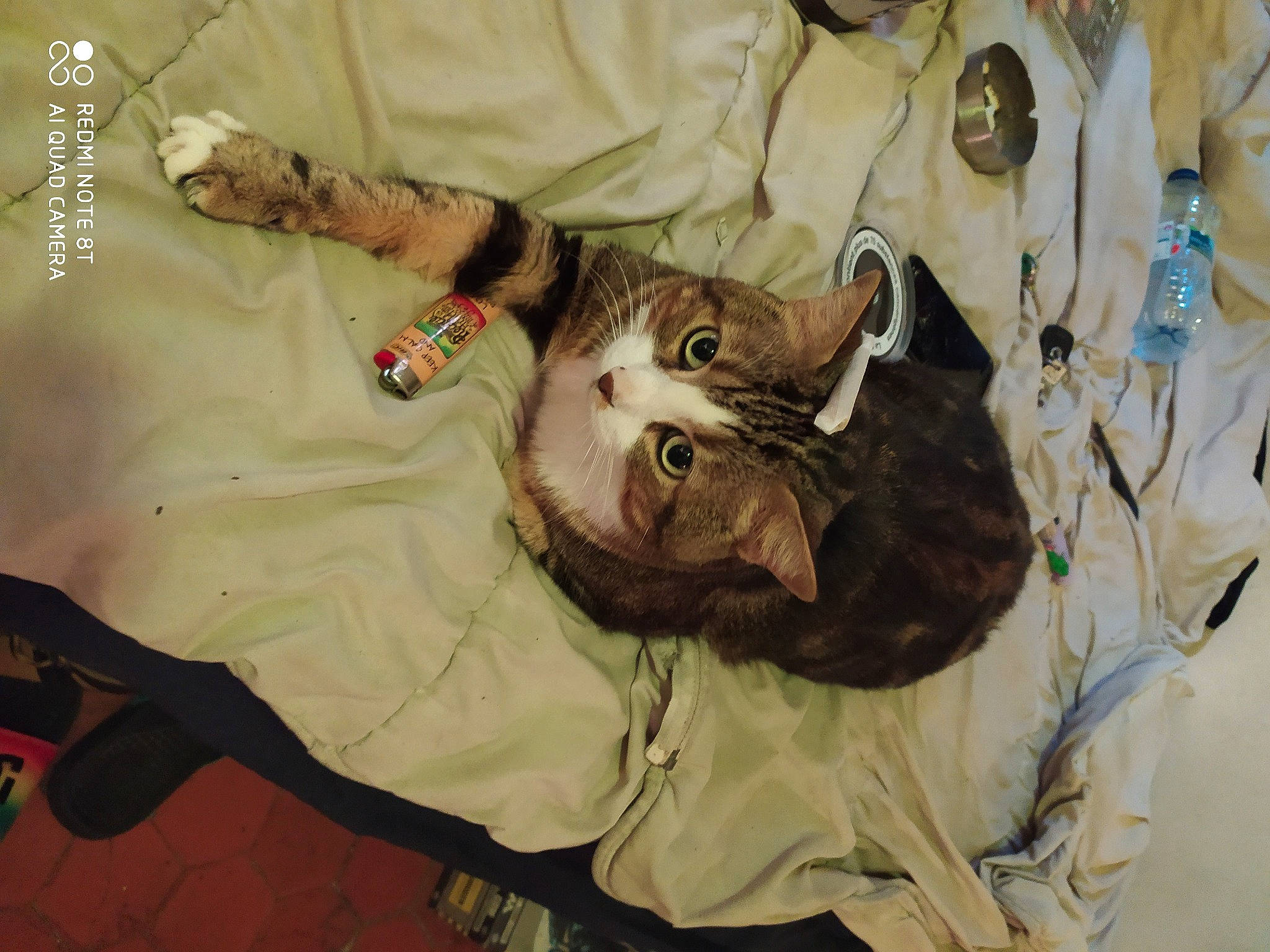 Lilou participe au concours pour gagner de l'argent avec cette photo : bag, canidae, carnivore, cat, claw, comfort, dog_breed, domestic_short_haired_cat, felidae, fur, gesture, jaw, linens, military_camouflage, pattern, small_to_medium_sized_cats, sporting_group, tail, uniform, whiskers