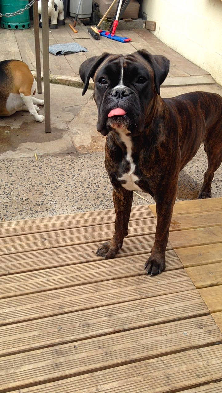 Abby a rejoint le concours — aidez-le/la à gagner de superbes lots ! american_bulldog, boerboel, boxer, bulldog, bullmastiff, canidae, carnivore, companion_dog, dog, dog_breed, mammal, molosser, old_english_bulldog, olde_english_bulldogge, rare_breed_dog, renascence_bulldogge, snout, sporting_group, valley_bulldog, vertebrate