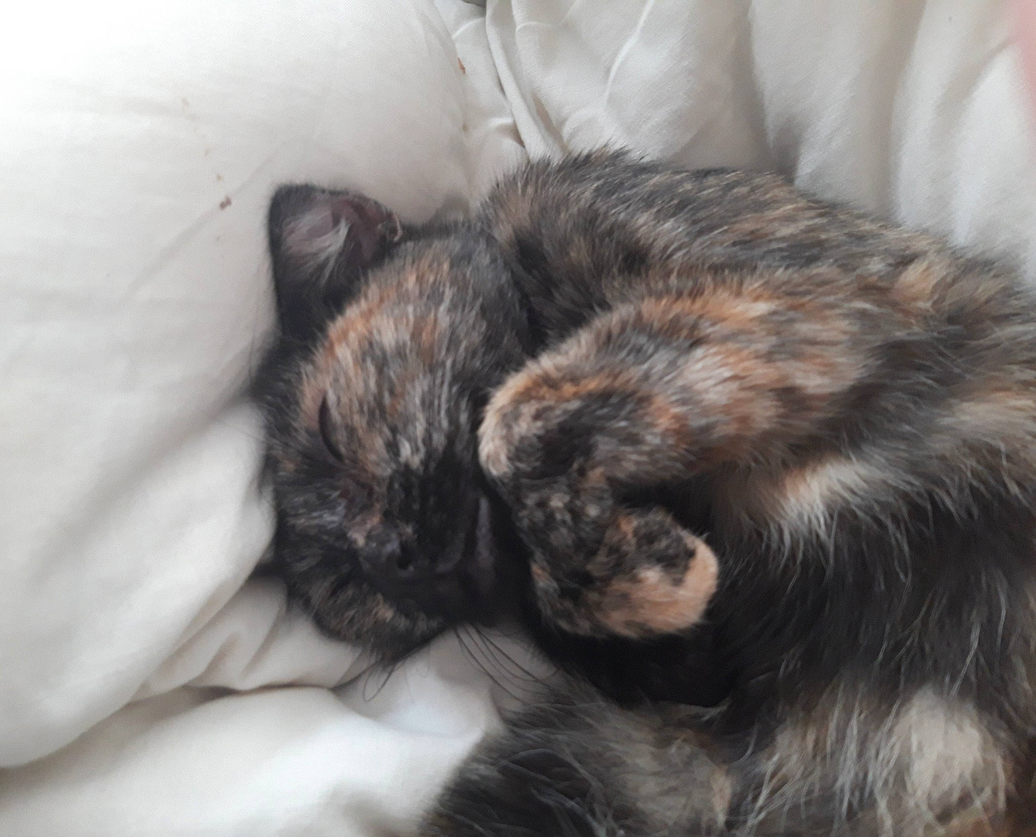 Wifi a rejoint le concours — aidez-le/la à gagner de superbes lots ! cairn_terrier, canidae, carnivore, cat, dog_breed, ear, eye, felidae, fur, nap, puppy, skin, sleep, small_to_medium_sized_cats, snout, tail, whiskers