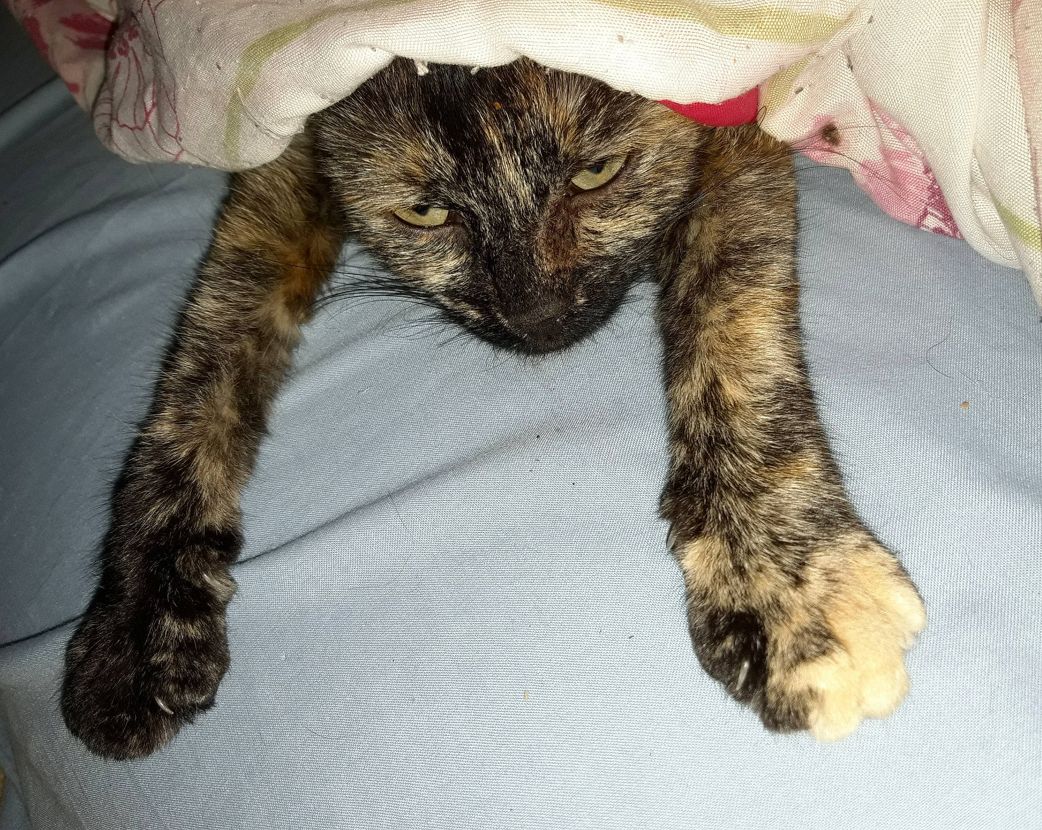 Wifi participe au concours pour gagner de l'argent avec cette photo : carnivore, cat, claw, domestic_short_haired_cat, dragon_li, ear, european_shorthair, felidae, fur, kitten, paw, polydactyl_cat, small_to_medium_sized_cats, snout, tabby_cat, tail, whiskers