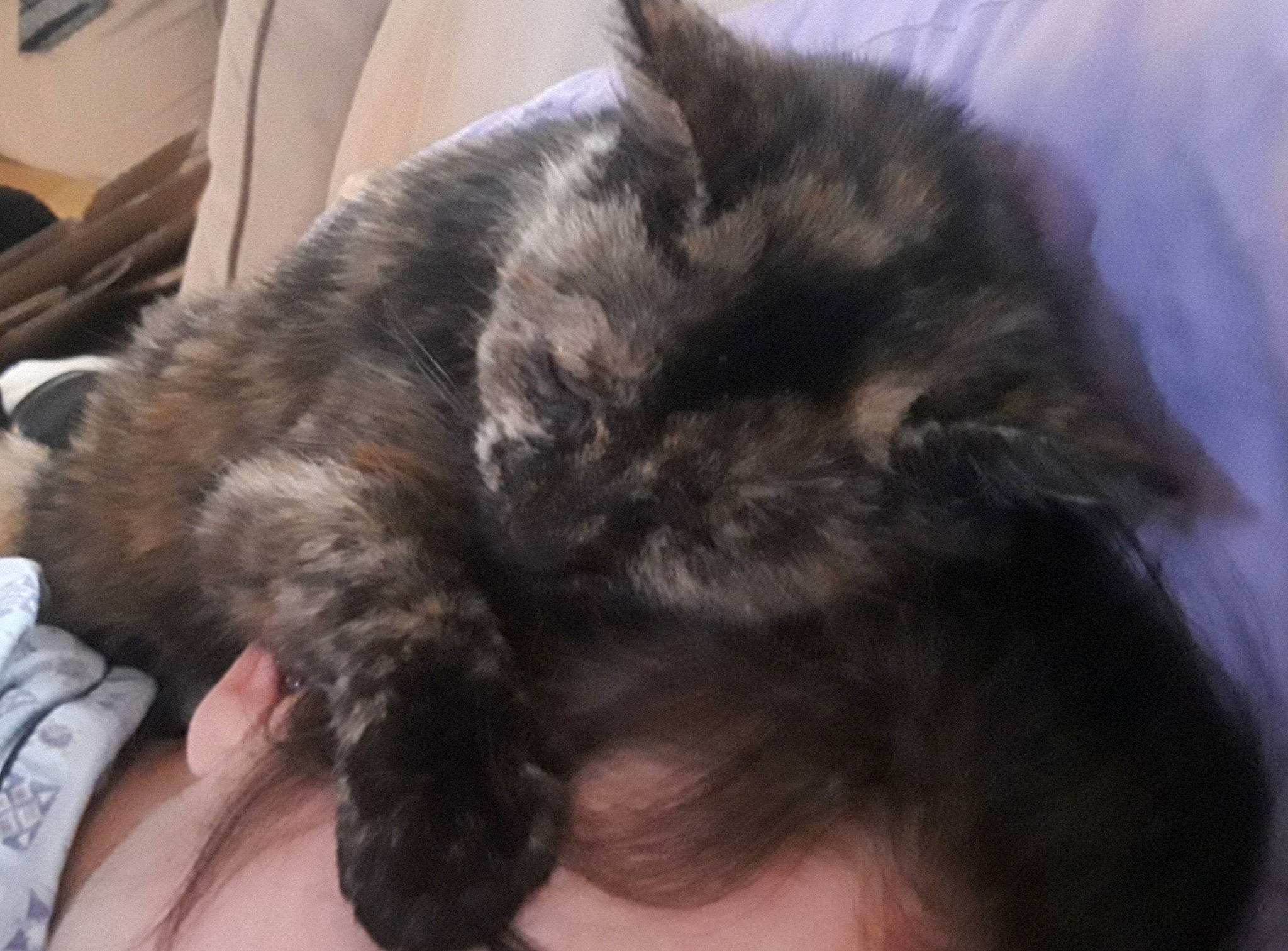 Wifi a rejoint le concours — aidez-le/la à gagner de superbes lots ! carnivore, cat, domestic_long_haired_cat, domestic_short_haired_cat, ear, felidae, fur, nap, sleep, small_to_medium_sized_cats, snout, tail, whiskers