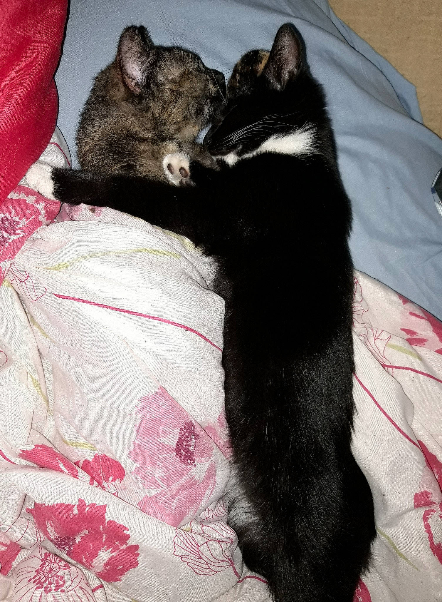 Sockette participe au concours pour gagner de l'argent avec cette photo : asian, bed, bed_sheet, black, black_cat, carnivore, cat, claw, domestic_short_haired_cat, ear, felidae, fur, kitten, linens, nap, skin, small_to_medium_sized_cats, tail, textile, whiskers